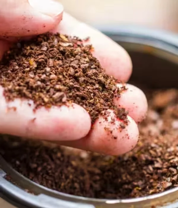 Hand holding freshly collected spent coffee grounds